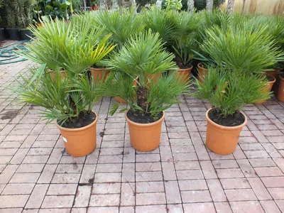 Produktbild von Winterharte Zwergpalme 120 cm Chamaerops humilis Eine der kältetolerantesten Palmenarten in Europa