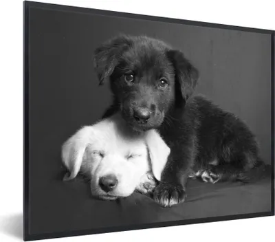 Produktbild von MuchoWow® Gerahmtes Poster Hunde - Welpe - Schwarz - Weiß - Tiere 40x30 cm - Poster mit Schwarzem Bilderrahmen Wandposter Rahmen Foto Bilder - Kunstposter - Wanddekorationen