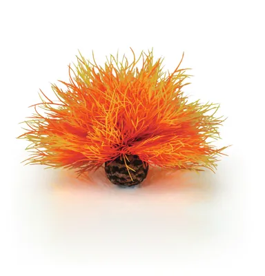 Produktbild von biOrb Seelilie feuer (46085)