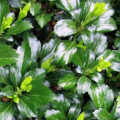 Obrázok produktu pre 6 x Dickmännchen  - Pachysandra terminalis 'Green Sheen'  | Kvetináč 9 cm x 9 cm