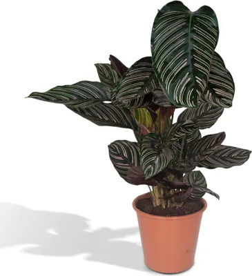 Image de Calathea Ornata