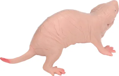 Produktbild von Kunststoff-Maulwurf-Figur, Spielzeug-Simulation, statisches Vollkern-Nacktmodell für Kinder, Sandtisch-Ornamente