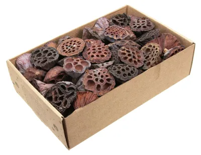 Produktbild von 80 Lotuskolben 2–4 cm – natur, getrocknet, Lotosblume & Naturdeko