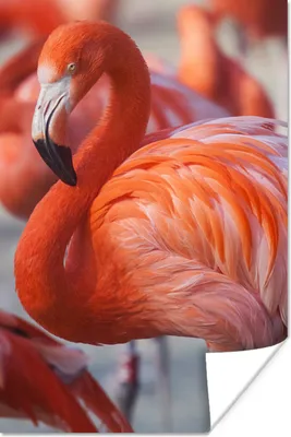 Produktbild von MuchoWow® Poster Flamingo - Vogel - Tiere - Rosa 80x120 cm - Papierdruck