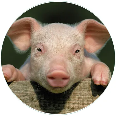 Produktbild von Wallario Premium Glasbild, freischwebende Optik, kräftige Farben, rund 50cm Durchmesser, Motiv Süßes Ferkel auf dem Bauernhof in Nahaufnahme