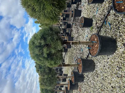 Produktbild von Sunny Tree - Pinus Sylvestris 150 cm Waldkiefer winterhart -30°C immergrün robust