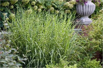 Produktbild von Stauden Gänge 10 x Miscanthus sinensis 'Giraffe' im 1 Liter Topf - Zebra Chinaschilf - Ziergras mit einzigartigem Streifenlook - Winterhart