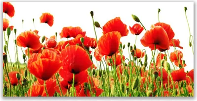 Produktbild von Tulup Leinwand-Bilder 140x70 Wandbild Canvas Kunstdruck Mohnblumen Natur