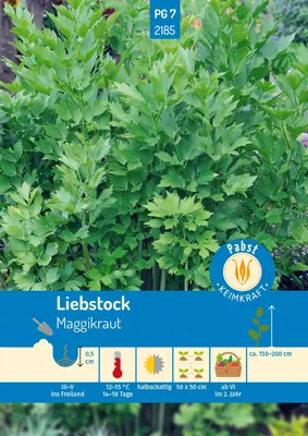 Artikelbild 1 von 'Liebstock Maggikraut' aus der Kategorie Liebstöckelsamen