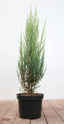 Produktbild von Juniperus scopulorum 'Blue Arrow', Säulenwacholder, blaugrün, 40–60 cm