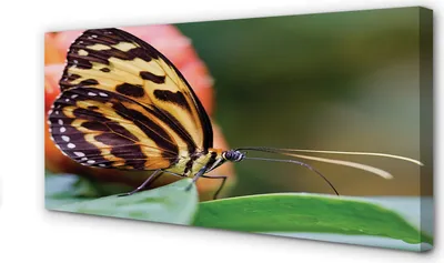 Produktbild von Leinwandbild 100x50 Wandkunst Schmetterling
