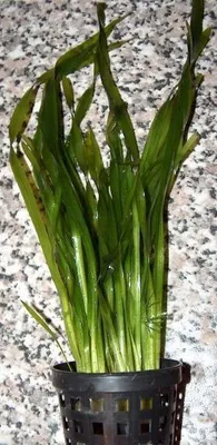 Produktbild von 5 Töpfe Vallisneria spiralis, Schraubenvallisnerien