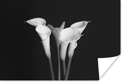 Produktbild von MuchoWow® Poster Eine Nahaufnahme von Calla Lilie Blumen auf einem schwarzen Hintergrund 180x120 cm - Fotoplakat