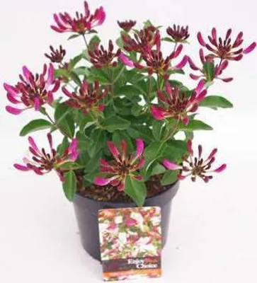 Obrázok produktu pre Lonicera pericl. 'Chic & Choc'® - Heckenkirsche 20- 25 cm - Kontajner
