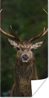 Produktbild von MuchoWow® Poster Hirsch - Geweih - Natur 20x40 cm - Plakat - Foto