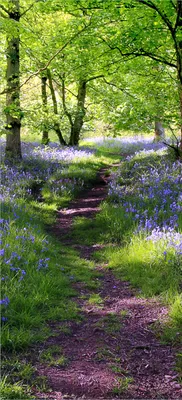 Produktbild von Türtapete Türposter Blaues Hasenglöckchen im Wald - Größe: 93 x 205 cm
