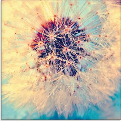 Produktbild von Julia Delgado: Pusteblume ganz nah - Glasbild, Größe (HxB):50x50 cm / Glasbild