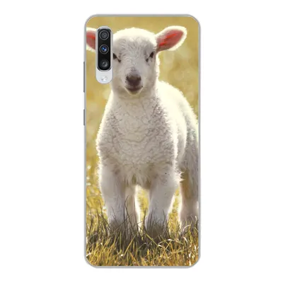 Produktbild von MuchoWow® Handyhülle Schutzhülle Hülle für Samsung Galaxy A70 Schafe - Gras - Sonne Silikon Softcase Handy Hülle - Schutzhaube