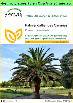 Image de SAFLAX Garden to go - Palmier dattier des Canaries - 10 graines - Phoenix