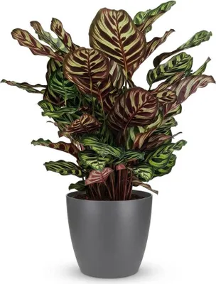 Produktbild von Calathea Makoyana Pfauen Korbmarante 70cm – Zimmerpflanze im Potter Grau Übertopf Ø19cm – dekorative Blattzeichnung mit violetter Unterseite – pflegeleicht, luftreinigend für Wohnung & Büro