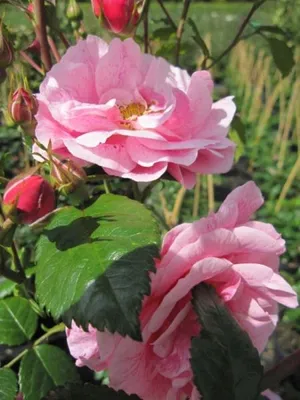 Produktbild von Kletterrose Camelot ® - Rosa Camelot ® - zartrosa - Duft++ - Tantau-Rose - ADR-Rose