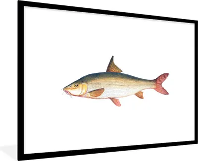 Produktbild von MuchoWow® MuchoWow® Gerahmtes Poster Fisch - Realismus - Hai 90x60 cm - Poster mit zchwarzem Bilderrahmen - Wanddekoration - Fotos