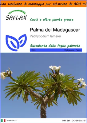 Immagine prodotto di SAFLAX Garden in the bag - Palma del Madagascar - 10 semi - Pachypodium