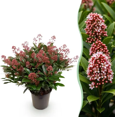Produktbild von - Skimmia japonica Rubella - Blüte Rot - 40+ Blüten - Winterhart - 50-60cm - Ø19cm - Gartenpflanze