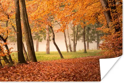 Produktbild von MuchoWow® Poster Blätter - Herbst - Wald 30x20 cm - Plakate - Print