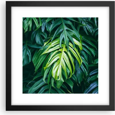 Produktbild von Gerahmtes Poster - Schwarzer Rahmen - Blume Natur - 30x30 cm - Wand Bild - Wanddeko - Wandbilder - Kunstposter - Wandposter - Bilderrahmen - Bilder - Kunstdruck - Wandbild - P2BAC30x30-3951