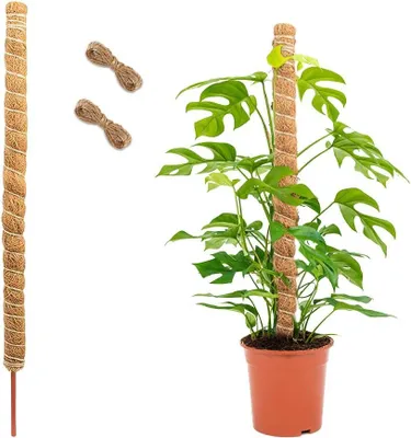 Produktbild von Pflanzenstab aus Kokosfaser, 120 cm, mit 2 m Juteseil, für Kletterpflanzen
