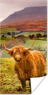 Produktbild von MuchoWow® Poster Schottische Highlander - Berge - Natur 60x120 cm - Wandschmuck