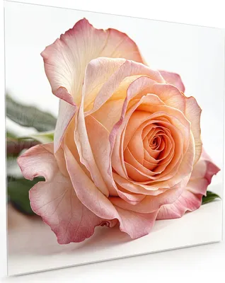 Produktbild von Küchenrückwand Spritzschutz Glas mit Motiv Elegante Rose Blüte 40 x 40 cm