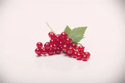 Produktbild von Ribes rubrum 'Rovada', Rote Johannisbeere, 30–40 cm