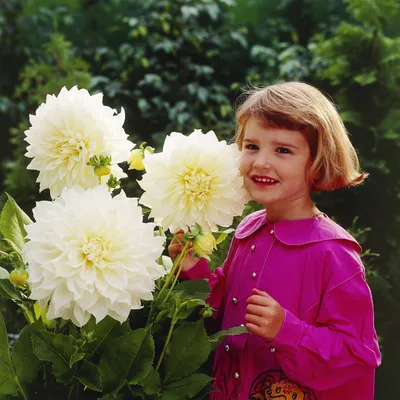 Produktbild von Dahlie Knolle Sommerblumen Herbstblumen Dekorative Dahlie White Perfection 1 St.
