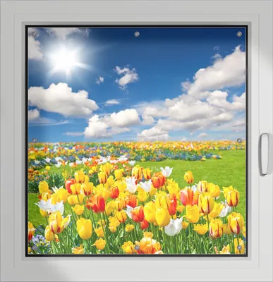 Produktbild von Wallario Lichtschutzbild, Dekorativer Sichtschutz Sonnenschutz 96 x 100 cm mit Motiv: Tulpenwiese unter blauem Himmel - Verdunklung ohne Bohren