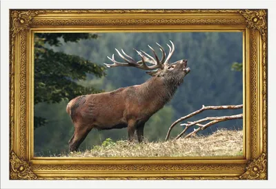 Image de Cerf qui brame - Poster - Amour du pays + cadre interchangeable, Shinsuke® Maxi MDF blanc, vitre acrylique