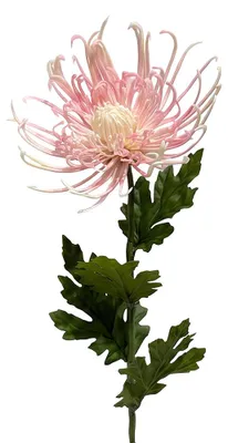 Produktbild von Clayre & Eef Kunstblume Rosa Kunststoff