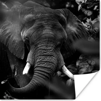 Produktbild von MuchoWow® Poster Tiere - Elefant - Schmetterlinge - Schwarz - Weiß 75x75 cm - Wand Dekoration