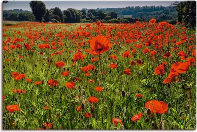 Produktbild von ARTland Leinwandbild Mohnblumenwiese II Größe: 60x40 cm