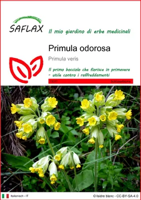 Immagine prodotto di SAFLAX  - Primula odorosa - 100 semi - Primula