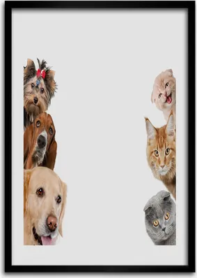 Produktbild von Bild - Bilderrahmen - 50 cm x 70 cm - MDF - Rahmen - Wandkunst Hunde und Katzen