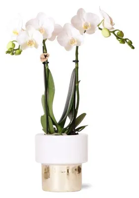 Produktbild von Kolibri Orchids | weiße Phalaenopsis Orchidee - Amabilis + Elite Topf Gold - Topfgröße Ø9cm - 35cm hoch | blühende Zimmerpflanze - frisch vom Züchter