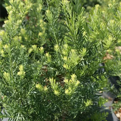 Produktbild von Podocarpus andinus - Pflaumen-Steineibe - immergrün 20-30