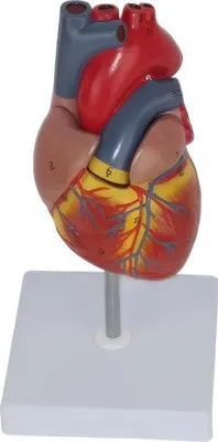 Immagine prodotto di Human heart anatomical model RESTEQ 1:1 disassemblable educational for learning
