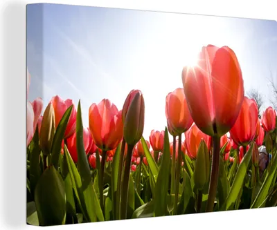 Obrázok produktu pre OneMillionCanvasses® - Obrazy na plátne - 140x90 cm, Kvety - Tulipány - Slnko, Nástenná umelecká tlač Nástenná dekorácia - Fotografia na plátne - Maľba na drevenom ráme