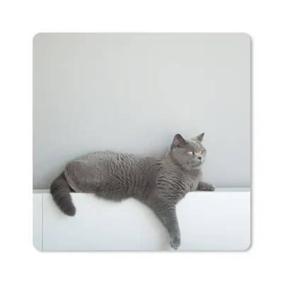 Produktbild von MuchoWow® Mauspad Mousepad Katze - Britisch Kurzhaar - Grau - Mädchen - Kinder - Jungen - Kinder 30x30 cm - Mousepads - Maus Mat - Pad - Mausunterlage - Gaming
