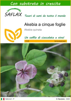Immagine prodotto di SAFLAX  - Akebia a cinque foglie - 10 semi - Con substrato - Akebia