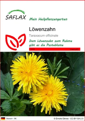 Produktbild von SAFLAX - Heilpflanzen - Löwenzahn - 200 Samen - Taraxacum officinale