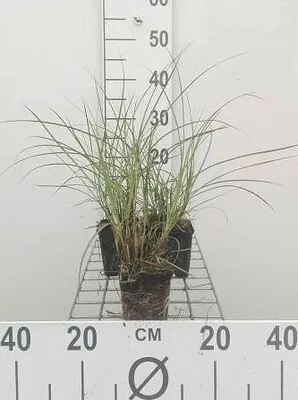 Produktbild von 6 x Miscanthus sin. 'Yaku Jima' ('yakush. dwarf') - Chinaschilf - Topf 9 x 9 cm